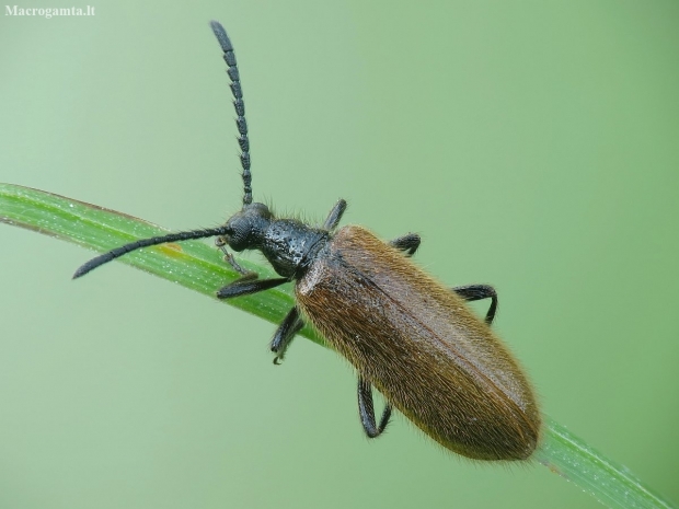 Rough-haired Lagria Beetle - Lagria hirta | Fotografijos autorius : Vidas Brazauskas | © Macronature.eu | Macro photography web site