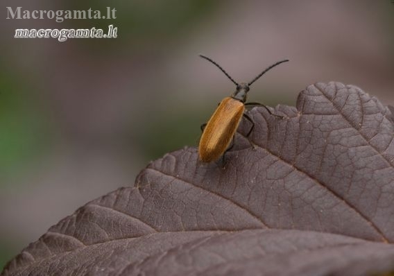 Rough-haired Lagria Beetle - Lagria hirta | Fotografijos autorius : Vilius Grigaliūnas | © Macronature.eu | Macro photography web site