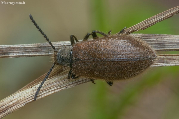 Rough-haired Lagria Beetle - Lagria hirta | Fotografijos autorius : Žilvinas Pūtys | © Macronature.eu | Macro photography web site