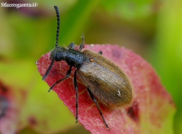 Rough-haired Lagria Beetle - Lagria hirta | Fotografijos autorius : Romas Ferenca | © Macronature.eu | Macro photography web site