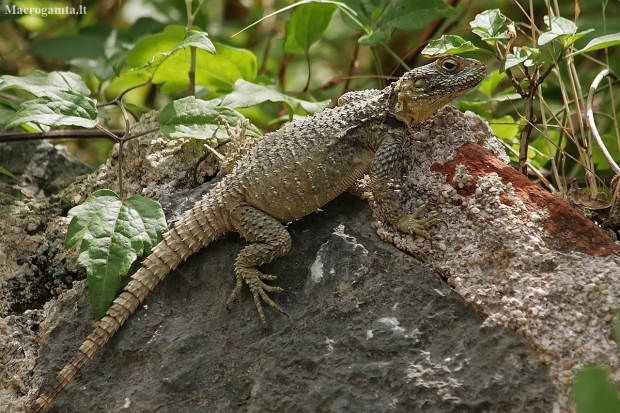 Roughtail rock agama - Laudakia stellio | Fotografijos autorius : Gintautas Steiblys | © Macronature.eu | Macro photography web site