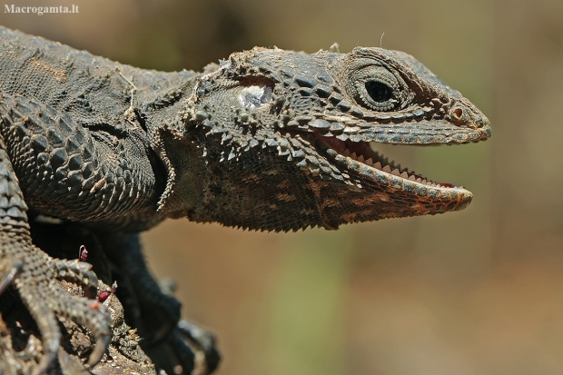 Roughtail rock agama - Laudakia stellio | Fotografijos autorius : Gintautas Steiblys | © Macronature.eu | Macro photography web site