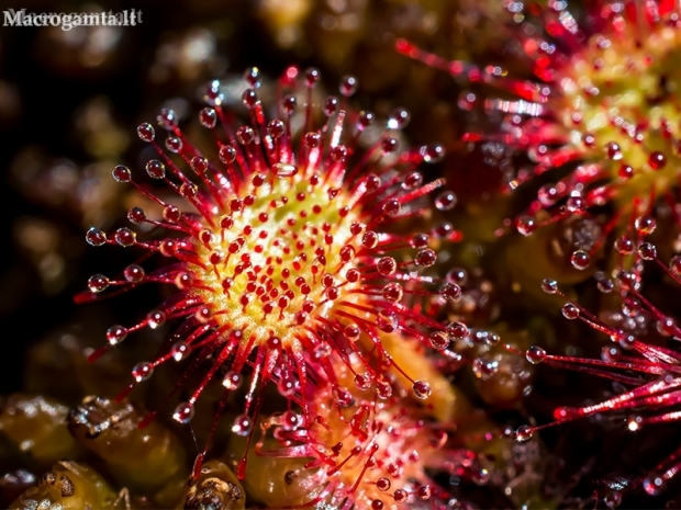 Round-leaved sundew - Drosera rotundifolia | Fotografijos autorius : Oskaras Venckus | © Macronature.eu | Macro photography web site