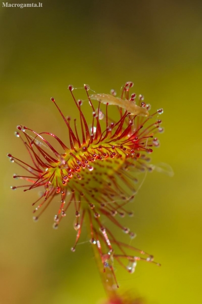 Apskitalapė saulašarė - Drosera rotundifolia | Fotografijos autorius : Dalia Račkauskaitė | © Macronature.eu | Macro photography web site