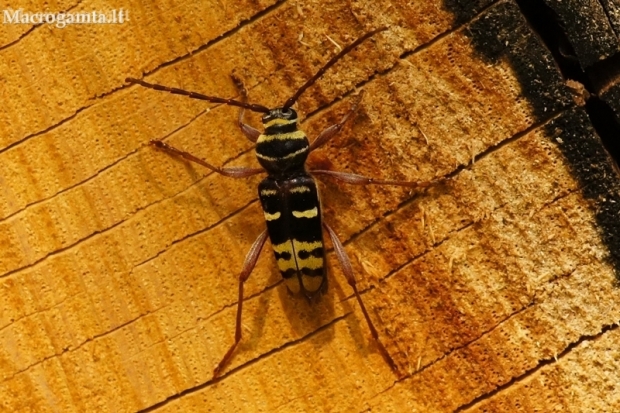 Round-necked longhorn beetle - Plagionotus detritus | Fotografijos autorius : Giedrius Markevičius | © Macronature.eu | Macro photography web site
