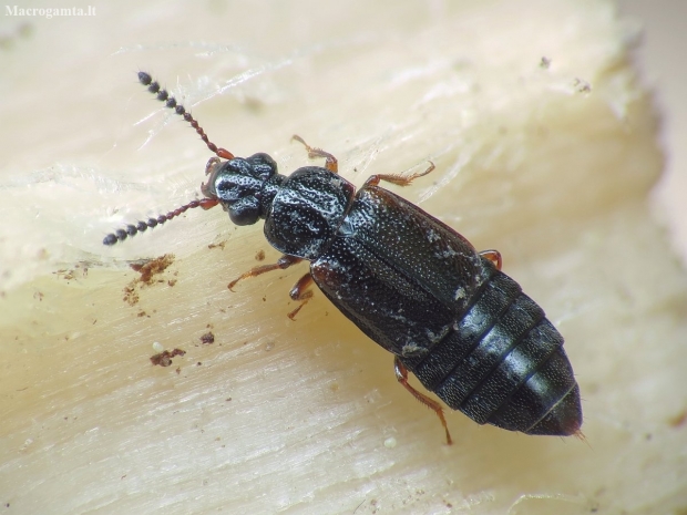 Rove beetle - Omalium sp. | Fotografijos autorius : Vidas Brazauskas | © Macronature.eu | Macro photography web site