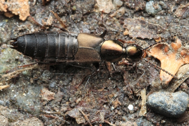 Rove beetle - Philonthus decorus | Fotografijos autorius : Gintautas Steiblys | © Macronature.eu | Macro photography web site