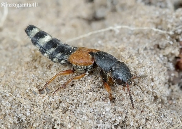 Rove beetle - Platydracus latebricola | Fotografijos autorius : Romas Ferenca | © Macrogamta.lt | Šis tinklapis priklauso bendruomenei kuri domisi makro fotografija ir fotografuoja gyvąjį makro pasaulį.
