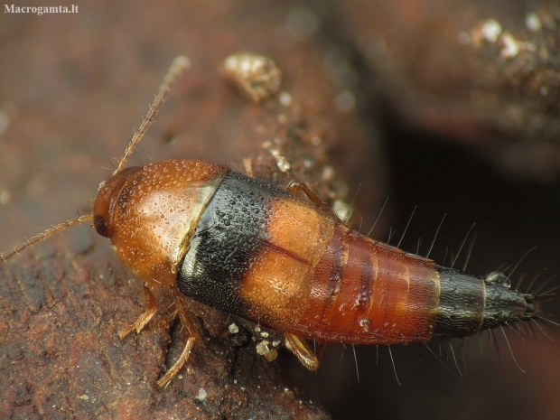 Rove beetle - Tachyporus obtusus | Fotografijos autorius : Vidas Brazauskas | © Macronature.eu | Macro photography web site