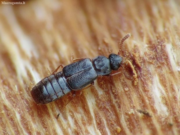 Rove beetle | Fotografijos autorius : Vidas Brazauskas | © Macronature.eu | Macro photography web site