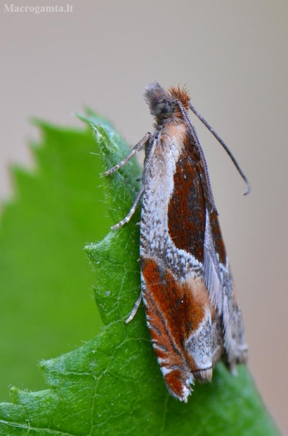 Rudasis ancylis - Ancylis unculana | Fotografijos autorius : Arūnas Eismantas | © Macrogamta.lt | Šis tinklapis priklauso bendruomenei kuri domisi makro fotografija ir fotografuoja gyvąjį makro pasaulį.