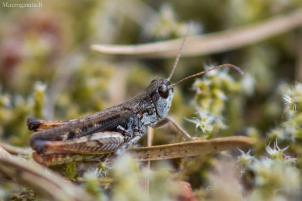 Margasis ietinukas - Myrmeleotettix maculatus | Fotografijos autorius : Dalia Račkauskaitė | © Macrogamta.lt | Šis tinklapis priklauso bendruomenei kuri domisi makro fotografija ir fotografuoja gyvąjį makro pasaulį.