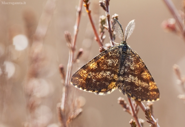 Rudasprindis - Ematurga atomaria | Fotografijos autorius : Zita Gasiūnaitė | © Macrogamta.lt | Šis tinklapis priklauso bendruomenei kuri domisi makro fotografija ir fotografuoja gyvąjį makro pasaulį.