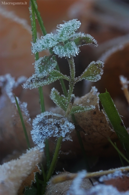 Rudeninė šarma I | Fotografijos autorius : Gintautas Steiblys | © Macrogamta.lt | Šis tinklapis priklauso bendruomenei kuri domisi makro fotografija ir fotografuoja gyvąjį makro pasaulį.