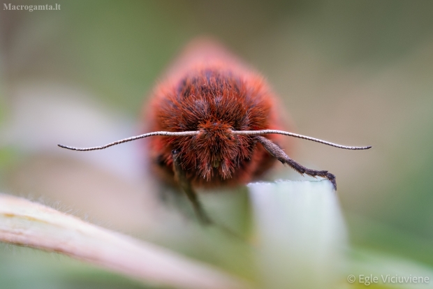 Rudoji meškutė - Phragmatobia fuliginosa  | Fotografijos autorius : Eglė Vičiuvienė | © Macrogamta.lt | Šis tinklapis priklauso bendruomenei kuri domisi makro fotografija ir fotografuoja gyvąjį makro pasaulį.