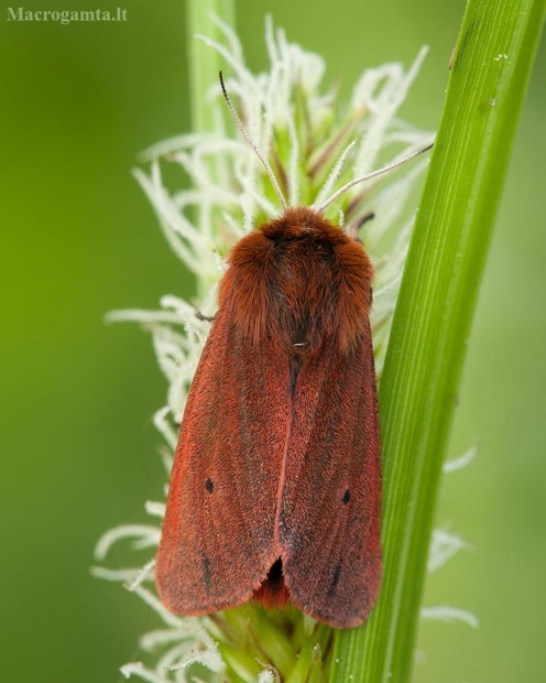 Rudoji meškutė - Phragmatobia fuliginosa | Fotografijos autorius : Žilvinas Pūtys | © Macrogamta.lt | Šis tinklapis priklauso bendruomenei kuri domisi makro fotografija ir fotografuoja gyvąjį makro pasaulį.