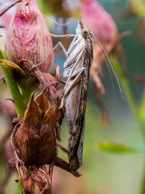 Rush veneer - Nomophila noctuella | Fotografijos autorius : Oskaras Venckus | © Macronature.eu | Macro photography web site