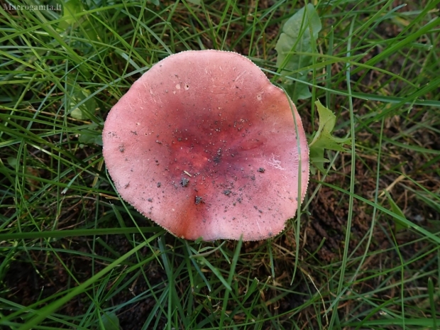 Žvilgioji ūmėdė - Russula cf nitida | Fotografijos autorius : Vitalij Drozdov | © Macrogamta.lt | Šis tinklapis priklauso bendruomenei kuri domisi makro fotografija ir fotografuoja gyvąjį makro pasaulį.