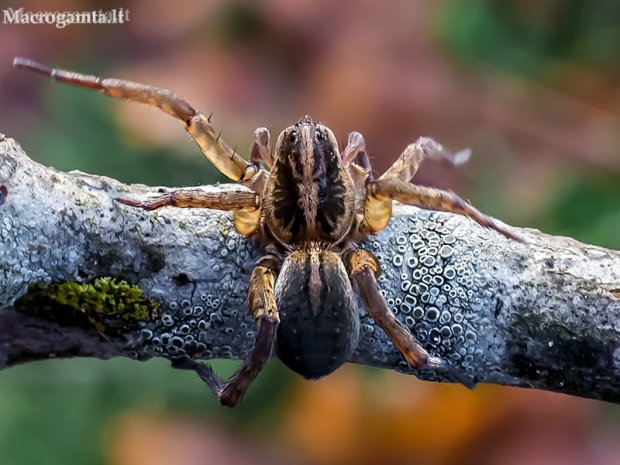 Rustic Wolf spider - Trochosa ruricola ♂ | Fotografijos autorius : Oskaras Venckus | © Macrogamta.lt | Šis tinklapis priklauso bendruomenei kuri domisi makro fotografija ir fotografuoja gyvąjį makro pasaulį.