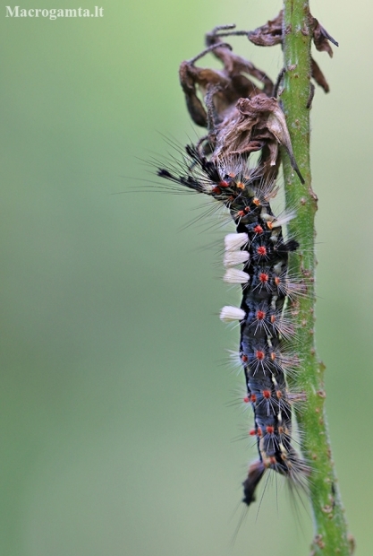 Rusty Tussock Moth - Orgyia antiqua, caterpillar | Fotografijos autorius : Agnė Našlėnienė | © Macronature.eu | Macro photography web site
