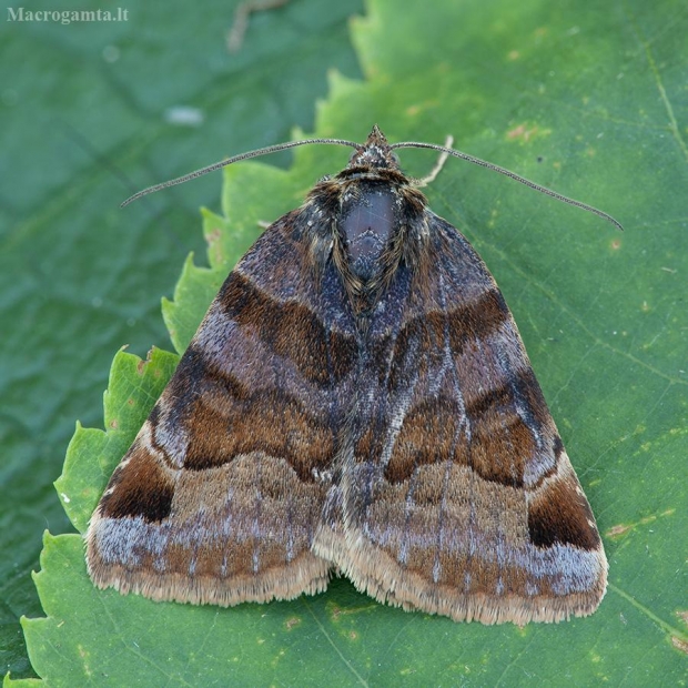 Rusvasis dobilinukas - Euclidia glyphica | Fotografijos autorius : Žilvinas Pūtys | © Macrogamta.lt | Šis tinklapis priklauso bendruomenei kuri domisi makro fotografija ir fotografuoja gyvąjį makro pasaulį.