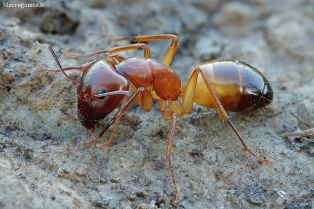 Baldacci's sugar ant - Camponotus baldaccii, worker | Fotografijos autorius : Gintautas Steiblys | © Macronature.eu | Macro photography web site