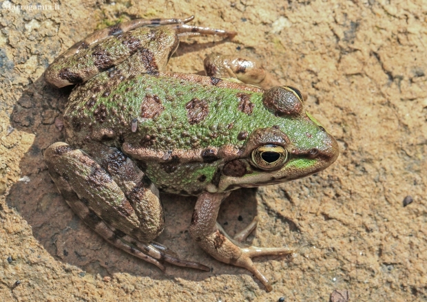 Sahara frog - Pelophylax saharicus | Fotografijos autorius : Gintautas Steiblys | © Macronature.eu | Macro photography web site