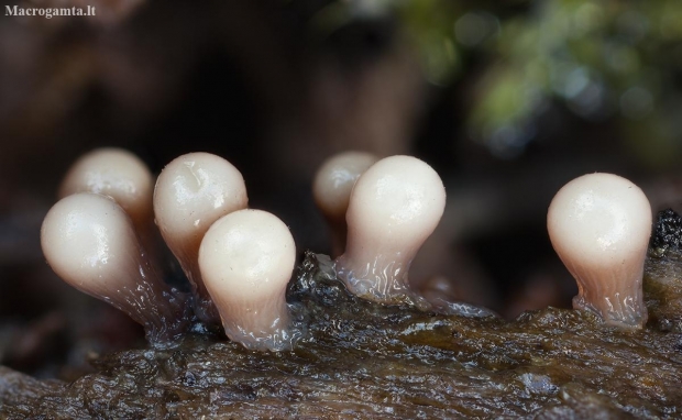 Salmon-eggs - Hemitrichia decipiens ? | Fotografijos autorius : Žilvinas Pūtys | © Macronature.eu | Macro photography web site