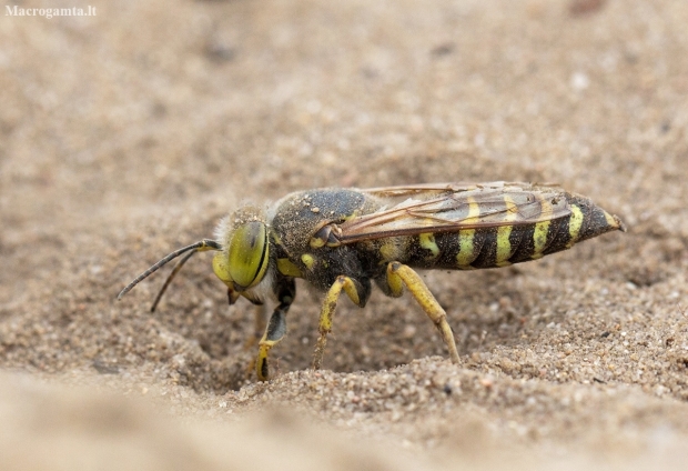 Sand Wasp - Bembix rostrata  | Fotografijos autorius : Zita Gasiūnaitė | © Macronature.eu | Macro photography web site