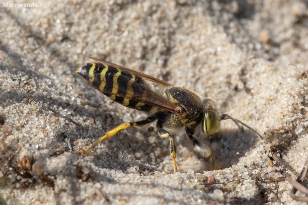Sand Wasp - Bembix rostrata | Fotografijos autorius : Žilvinas Pūtys | © Macronature.eu | Macro photography web site