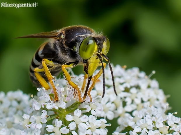 Sand Wasp - Bembix rostrata | Fotografijos autorius : Oskaras Venckus | © Macronature.eu | Macro photography web site