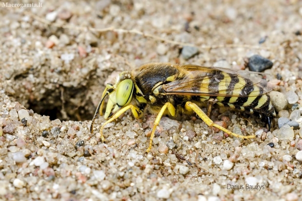 Sand Wasp - Bembix rostrata | Fotografijos autorius : Darius Baužys | © Macronature.eu | Macro photography web site