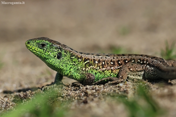 Sand lizard - Lacerta agilis ♂ | Fotografijos autorius : Gintautas Steiblys | © Macronature.eu | Macro photography web site