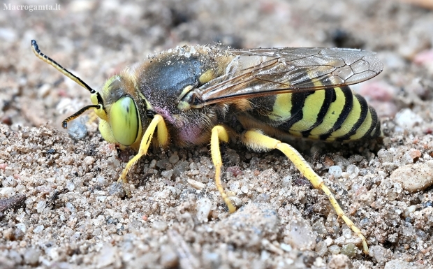 Sand wasp - Bembix rostrata | Fotografijos autorius : Kazimieras Martinaitis | © Macronature.eu | Macro photography web site