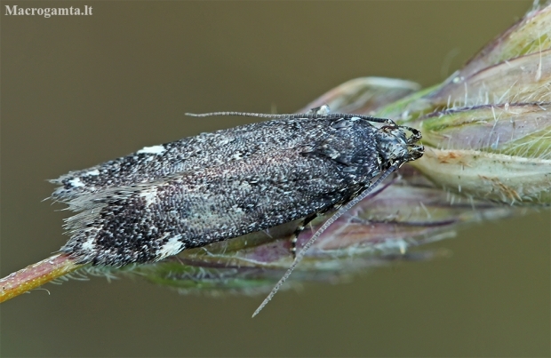 Sandhill moss-moth - Bryotropha umbrosella | Fotografijos autorius : Gintautas Steiblys | © Macronature.eu | Macro photography web site