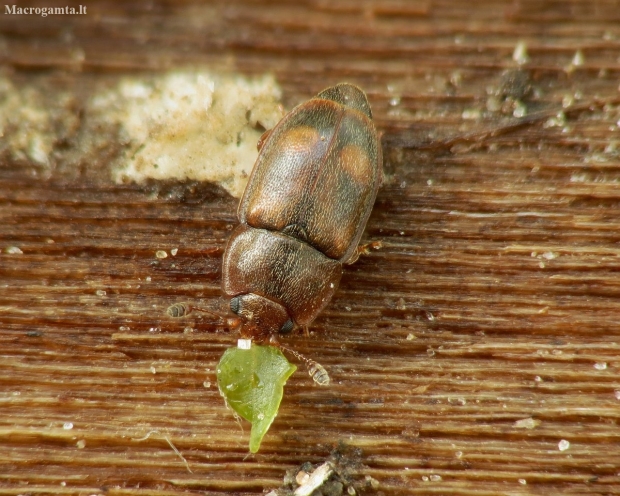 Sap Beetle - Epuraea sp. | Fotografijos autorius : Vidas Brazauskas | © Macronature.eu | Macro photography web site