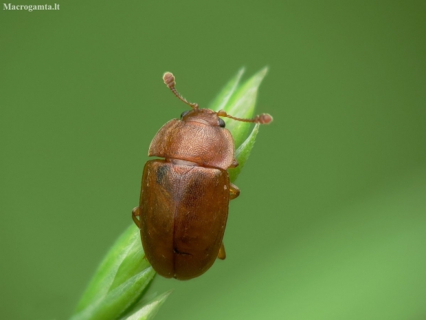 Sap Beetle - Epuraea sp. | Fotografijos autorius : Vidas Brazauskas | © Macronature.eu | Macro photography web site