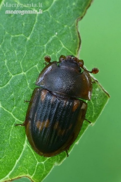 Margasis žvilgvabalis - Amphotis marginata  | Fotografijos autorius : Gintautas Steiblys | © Macronature.eu | Macro photography web site