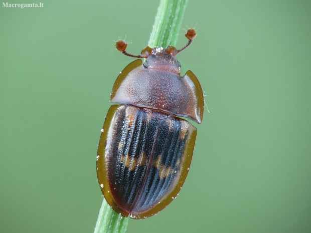 Margasis žvilgvabalis - Amphotis marginata | Fotografijos autorius : Vidas Brazauskas | © Macronature.eu | Macro photography web site