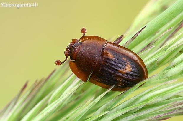 Margasis žvilgvabalis - Amphotis marginata | Fotografijos autorius : Gintautas Steiblys | © Macronature.eu | Macro photography web site
