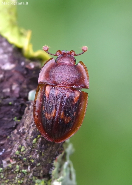 Margasis žvilgvabalis - Amphotis marginata | Fotografijos autorius : Romas Ferenca | © Macronature.eu | Macro photography web site