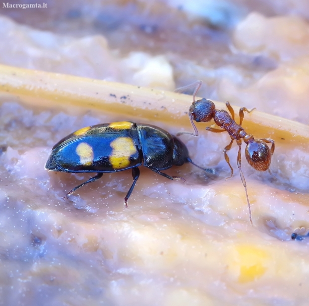 Sap beetle - Glischrochilus grandis | Fotografijos autorius : Romas Ferenca | © Macronature.eu | Macro photography web site