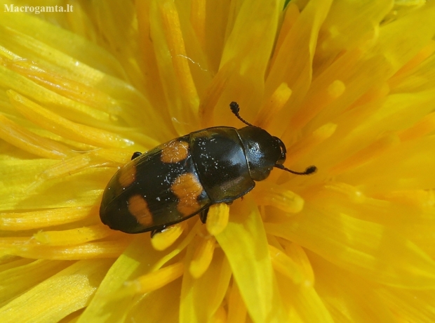 Sap beetle - Glischrochilus grandis | Fotografijos autorius : Vytautas Gluoksnis | © Macronature.eu | Macro photography web site