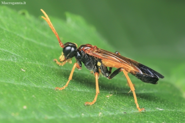 Sawfly - Tenthredo campestris | Fotografijos autorius : Gintautas Steiblys | © Macronature.eu | Macro photography web site