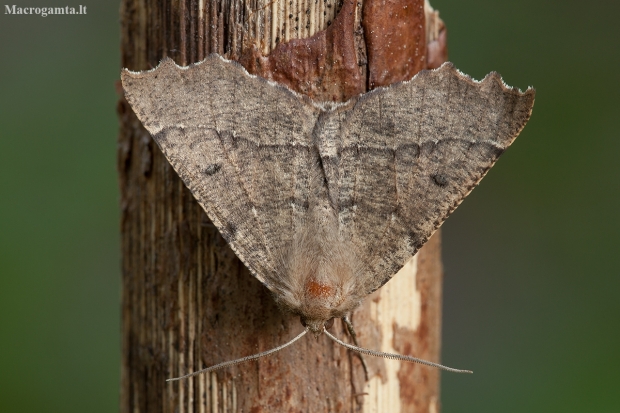 Scalloped hazel - Odontopera bidentata | Fotografijos autorius : Žilvinas Pūtys | © Macronature.eu | Macro photography web site