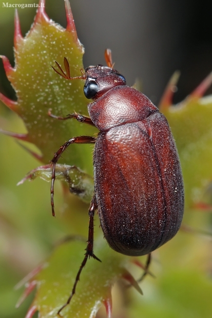 Scarab beetle - Maladera (Macroserica) sp. | Fotografijos autorius : Gintautas Steiblys | © Macronature.eu | Macro photography web site
