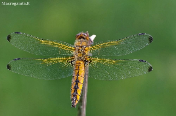 Scarce Chaser - Libellula fulva, female | Fotografijos autorius : Deividas Makavičius | © Macronature.eu | Macro photography web site