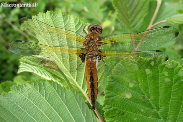 Scarce Chaser - Libellula fulva, female | Fotografijos autorius : Giedrius Švitra | © Macronature.eu | Macro photography web site