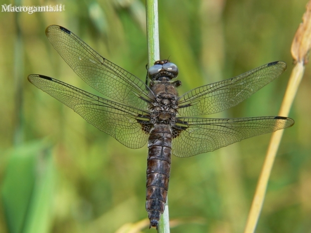 Scarce Chaser - Libellula fulva | Fotografijos autorius : Deividas Makavičius | © Macronature.eu | Macro photography web site