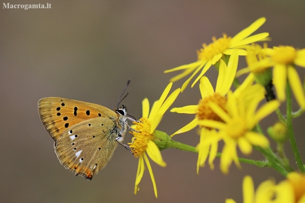 Scarce Copper - Lycaena virgaureae | Fotografijos autorius : Agnė Našlėnienė | © Macronature.eu | Macro photography web site